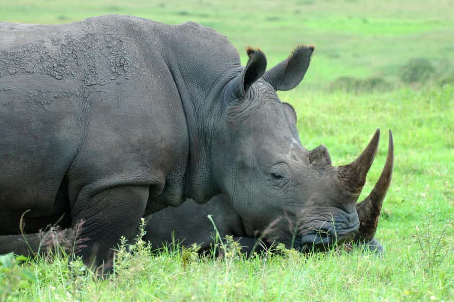 From Durban: Safari & PheZulu Village Day Tour - Why this Durban day trip works