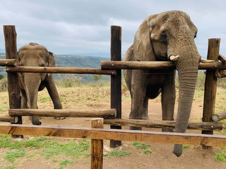 From Durban: Safari & PheZulu Village Day Tour - Cost, transport, and what you receive