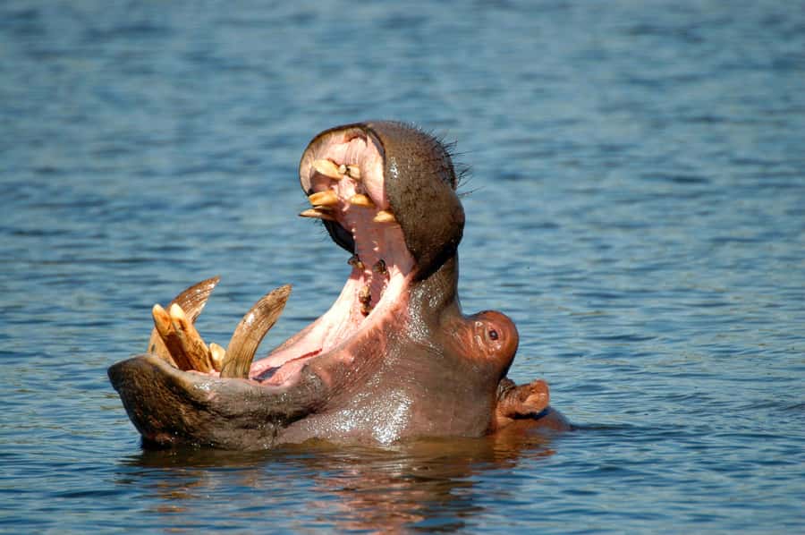 From Durban: Safari & PheZulu Village Day Tour - Tala Game Reserve and the search for rhinos