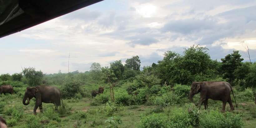 From Ella: All Inclusive Udawalawe National Park Safari - Why Udawalawe works well from Ella