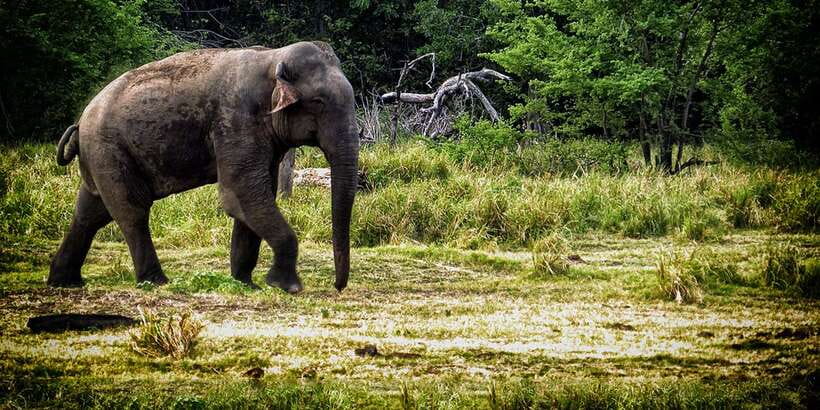 From Ella: All Inclusive Udawalawe National Park Safari - The private jeep makes the safari easier