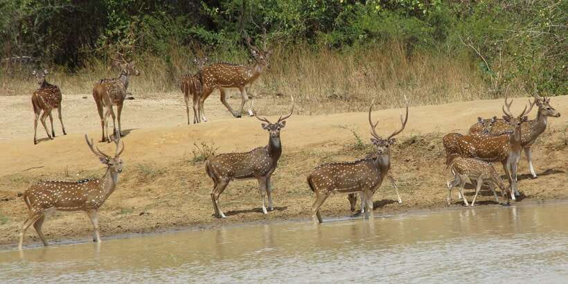 From Ella: All Inclusive Udawalawe National Park Safari - Is $140 a fair price?