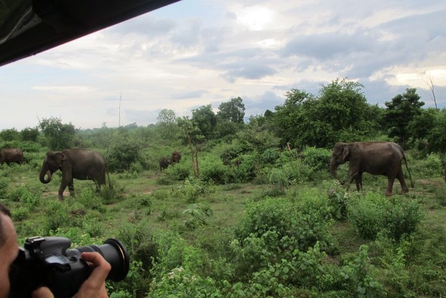 From Ella: All Inclusive Udawalawe National Park Safari - Practical advice for a better day