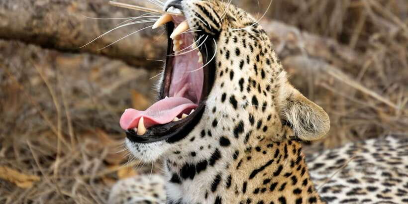 From Ella: Shuttle to Down South Any Location w Yala Safari - Key points to know before booking