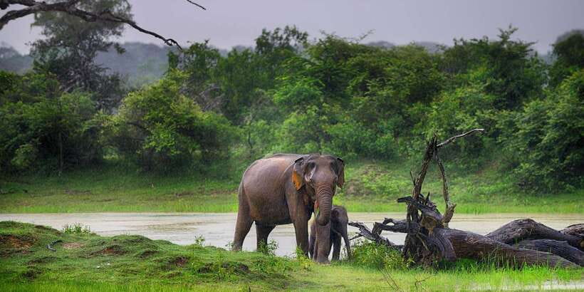 From Ella: Shuttle to Down South Any Location w Yala Safari - Why this transfer works so well