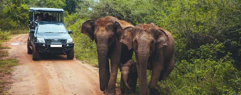 From Ella: Udawalawa Safari and Tangalle/Hiriketiya Transfer - Key points to know before booking