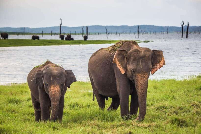 From Ella: Udawalawa Safari and Tangalle/Hiriketiya Transfer - Changing to the open Jeep at Udawalawe