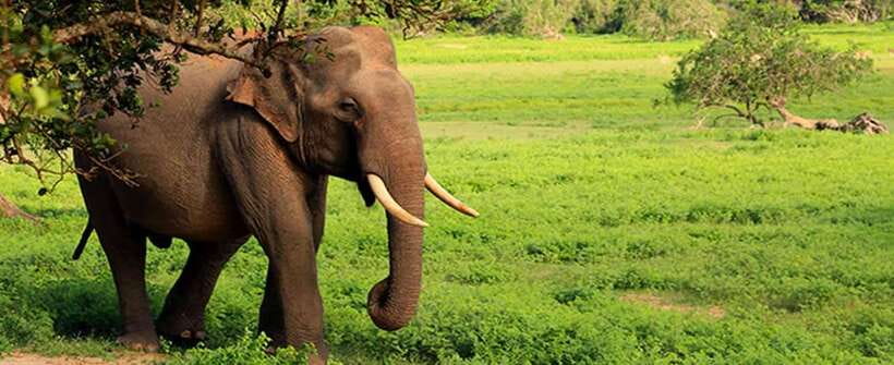 From Ella: Udawalawa Safari and Tangalle/Hiriketiya Transfer - The guide can shape the whole safari