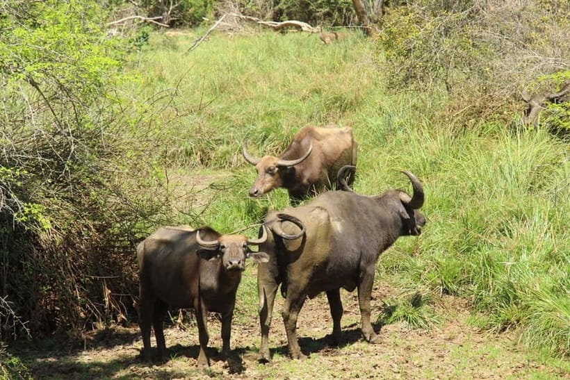 From Ella : Udawalawa Safari & Drop Tangalle/ Mirissa/ Galle - The Elephant Transit Home feeding visit