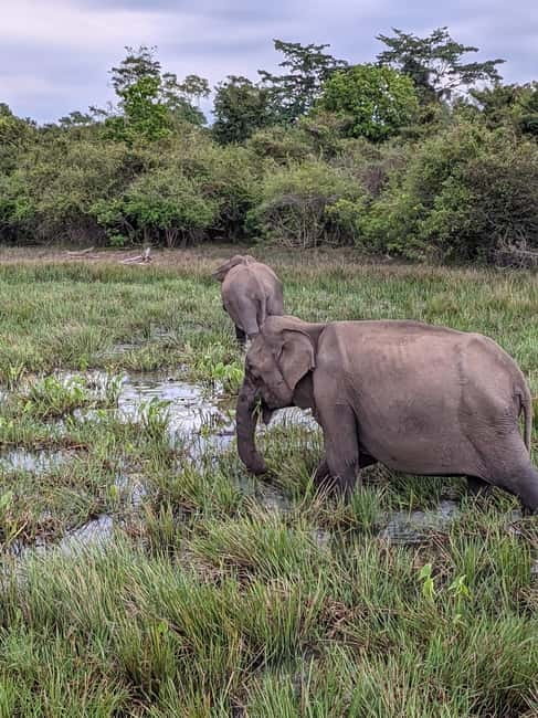From Ella : Udawalawa Safari & Drop Tangalle/ Mirissa/ Galle - Booking tips for a smoother day