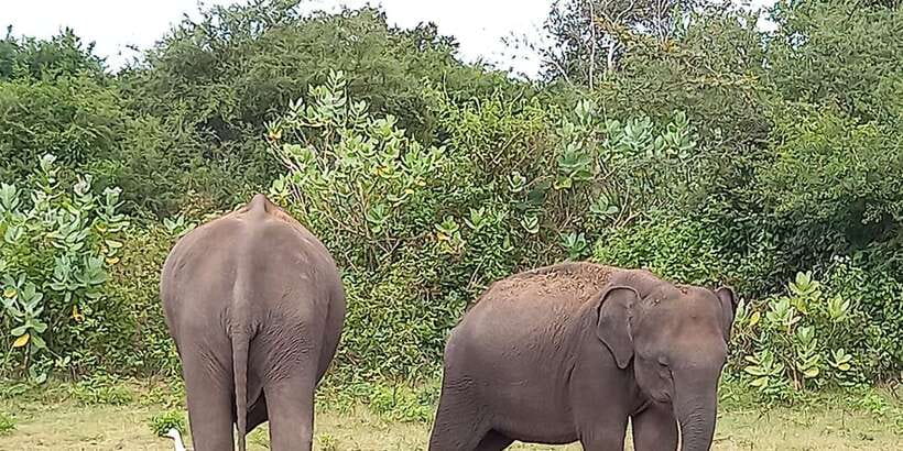 From Ella: Udawalawe National Park Safari Tour - Why the Ella to Udawalawe route works so well