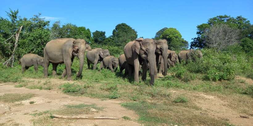 From Ella: Udawalawe National Park Safari Tour - Leaving Ella in an air-conditioned vehicle