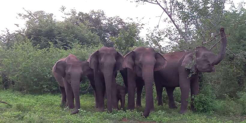 From Ella: Udawalawe National Park Safari Tour - The guide makes the difference