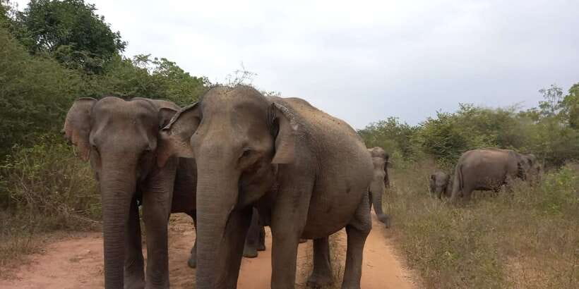From Ella: Udawalawe National Park Safari Tour - What the $84 price really covers