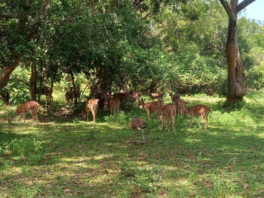 From Ella: Udawalawe National Park Safari Tour - Is Udawalawe crowded?
