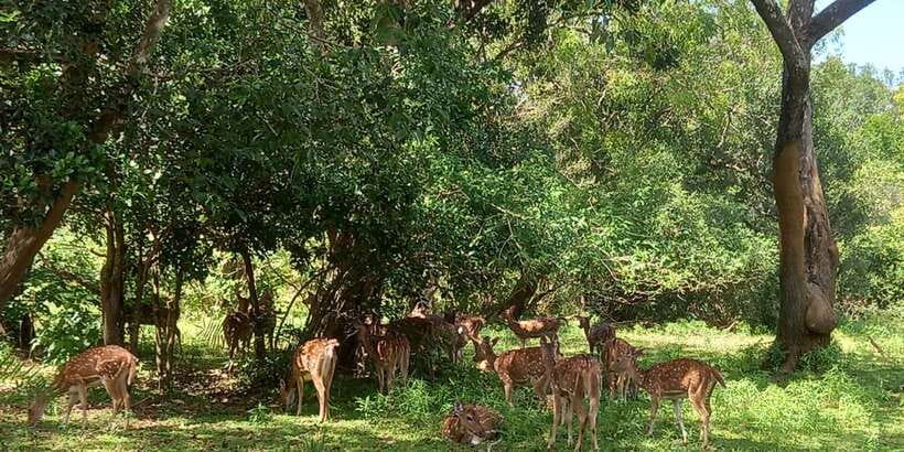 From Ella: Udawalawe National Park Safari Tour - Four hours among Udawalawe’s animals