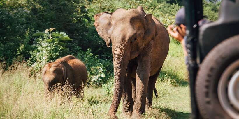 From Ella: Udawalawe Safari with Elephant Transit Home Visit - Animals you might see beyond elephants