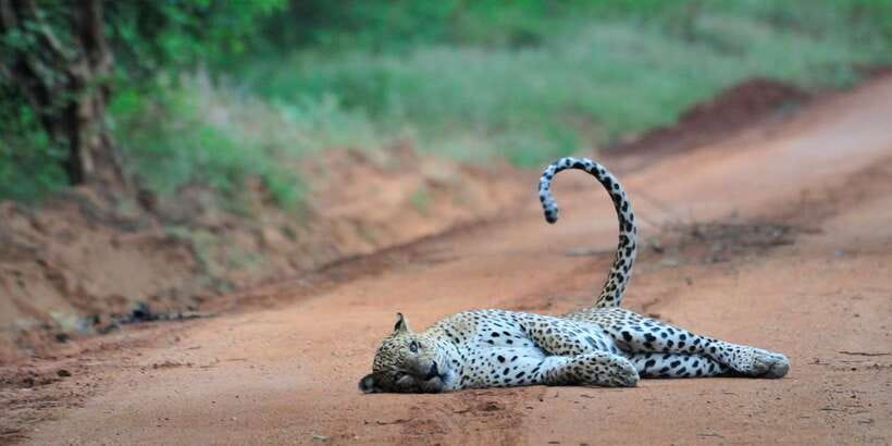 From Ella: Yala National Park Jeep Safari Tour - Small practical choices that improve the day