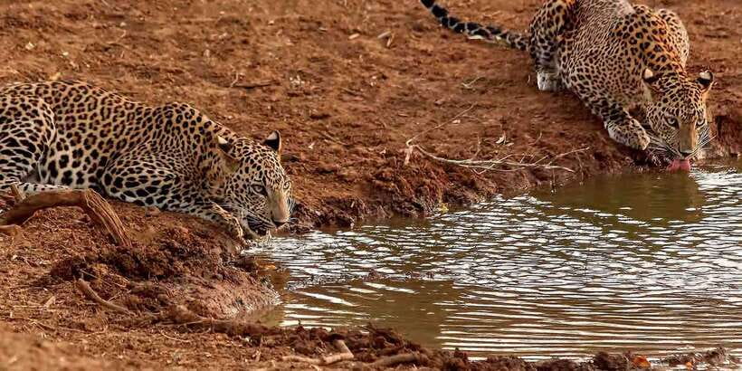 From Ella: Yala National Park Jeep Safari Tour - Why Yala makes this a serious day trip from Ella