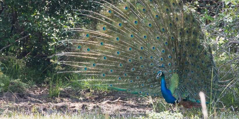 From Ella: Yala National Park Jeep Safari Tour - Elephants, leopards, and the park’s other wildlife