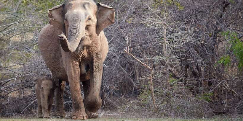 From Ella: Yala National Park Jeep Safari Tour - Water holes, birds, and photography stops