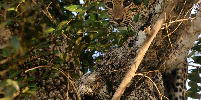 From Ella: Yala National Park Jeep Safari Tour - Who will enjoy this day, and who should skip it
