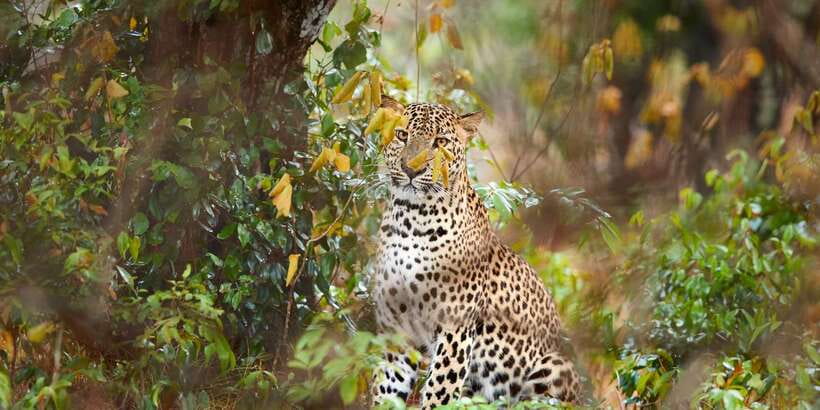 From Ella: Yala National Park Jeep Safari Tour - The morning pickup from Ella or Hali-ela