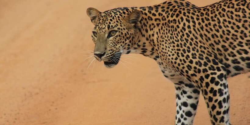 From: Ella - YALA Safari - Drop off: Arugam Bay / Arugambay - Key points to know before booking
