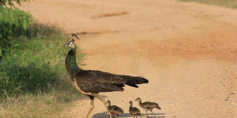From: Ella - YALA Safari - Drop off: Arugam Bay / Arugambay - Why this Ella to Yala route makes sense