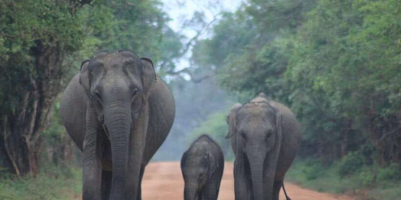 From: Ella - YALA Safari - Drop off: Arugam Bay / Arugambay - Three hours in Yala, split into two game drives