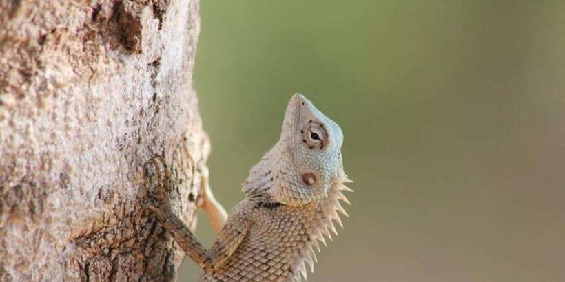 From: Ella - YALA Safari - Drop off: Arugam Bay / Arugambay - Patanangala Beach gives you a needed pause