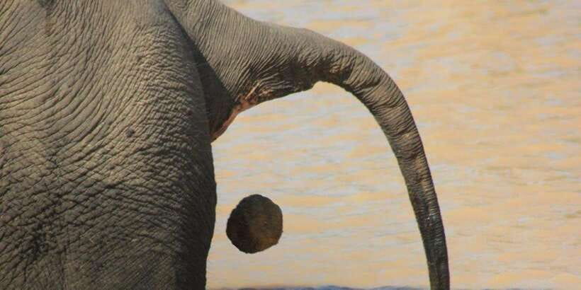From: Ella - YALA Safari - Drop off: Arugam Bay / Arugambay - The crowded leopard problem