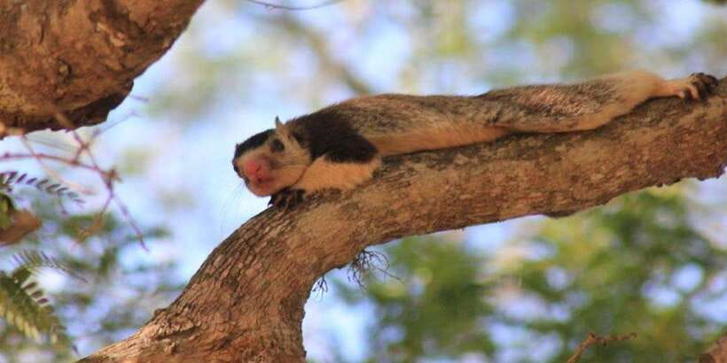 From: Ella - YALA Safari - Drop off: Arugam Bay / Arugambay - From Tissamaharama to Arugam Bay