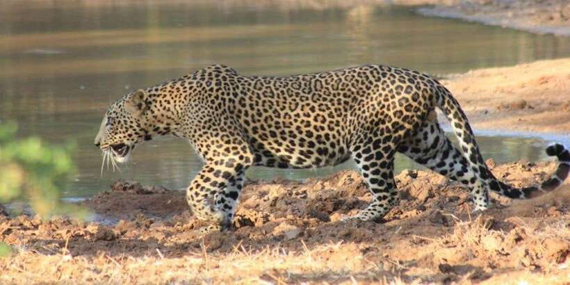 From: Ella - YALA Safari - Drop off: Arugam Bay / Arugambay - Reaching Yala before the gates open