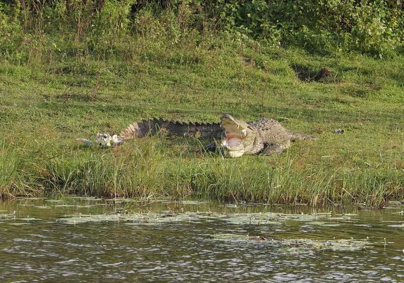 From Ella: Yala Safari Tour with Drop at Tangalle/Hiriketiya - The transfer vehicle and comfort level