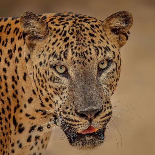 From Ella: Yala Safari & Transfer to Tangalle/Mirissa/Galle - From Ella to Ravana Waterfall