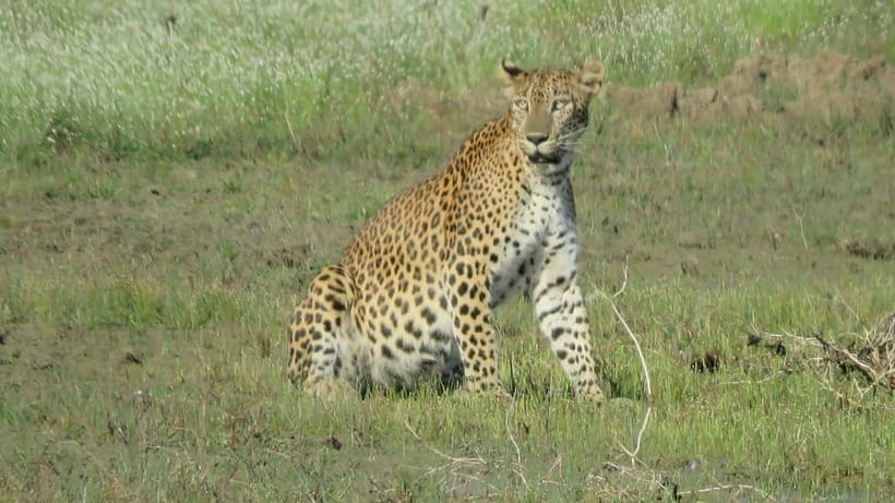 From Ella: Yala Safari & Transfer to Tangalle/Mirissa/Galle - What the $29 price really covers