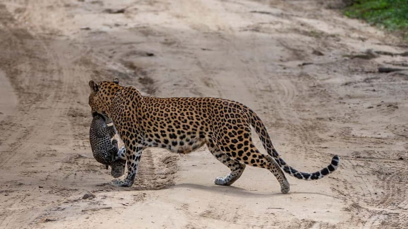 From Ella: Yala Safari & Transfer to Tangalle/Mirissa/Galle - Who should book this experience?