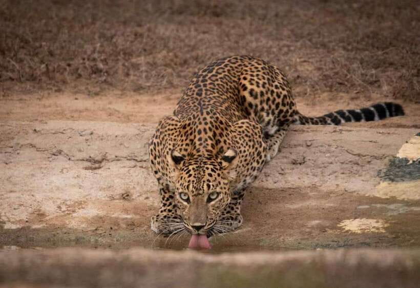 From Ella: Yala Safari with Tangalle/Mirissa/Galle Drop-off - The early road from Ella to Yala