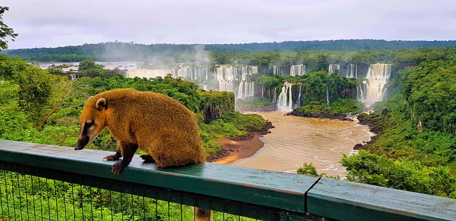 From Foz do Iguazu: Brazil Iguazu Falls & Macuco Safari Boat - The 3-kilometer electric ride and 500-meter walk