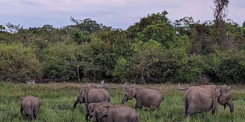 From Galle/Hikkaduwa/Mirissa Trip to Udawalawe Safari Tour - What the $69 price really covers