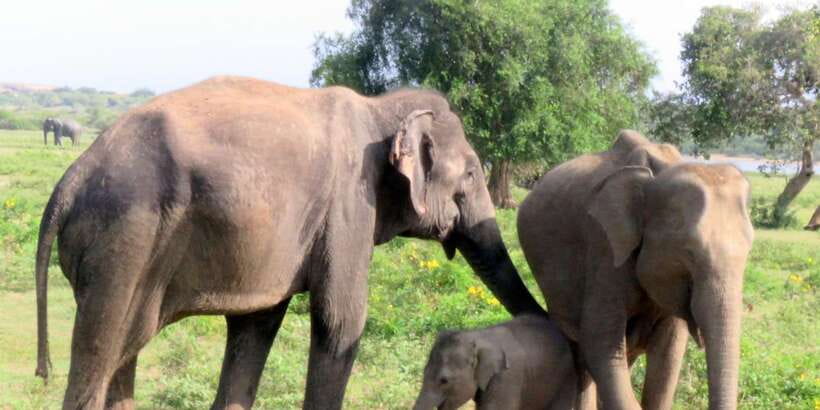 From Galle/Hikkaduwa/Mirissa Trip to Udawalawe Safari Tour - Three hours among Udawalawe’s elephants