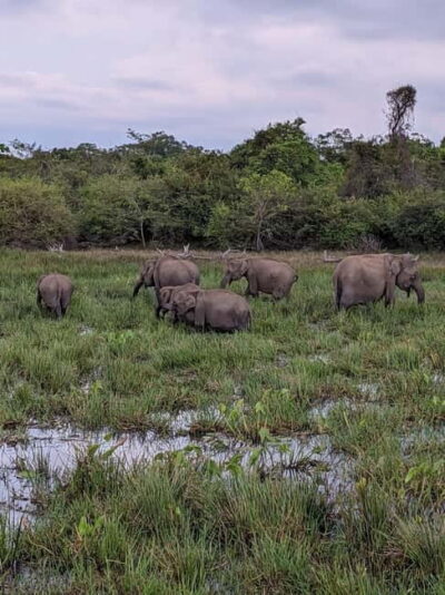 From Galle/ Mirissa/ Tangalle : Udawalawa Safari & Drop Ella