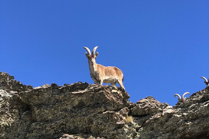 From Granada: Sierra Nevada Safari tour up to 2500 meters high - Is the $102.79 price good value?