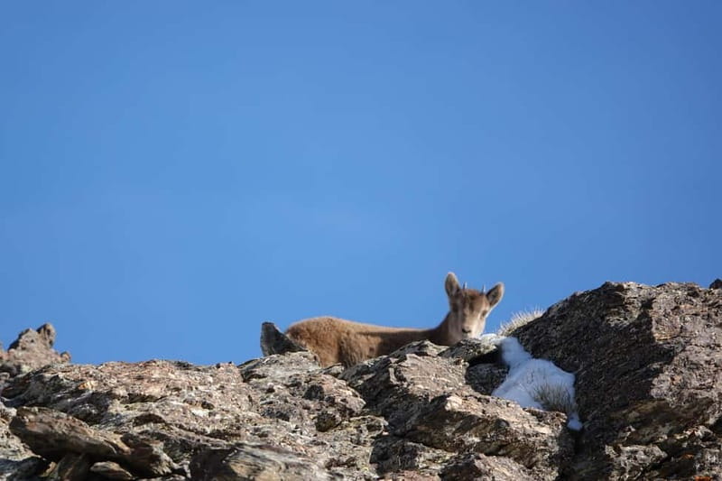 From Granada: Sierra Nevada Safari up to 2500 meters high - Group size, comfort, and overall value