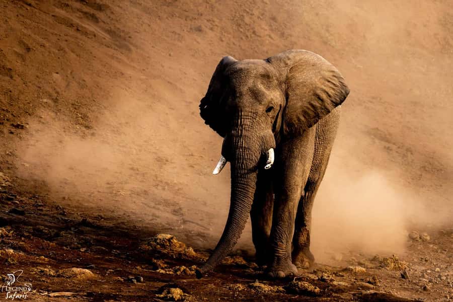 From Hazyview: Kruger National Park Full-Day Safari - Key points to know before booking