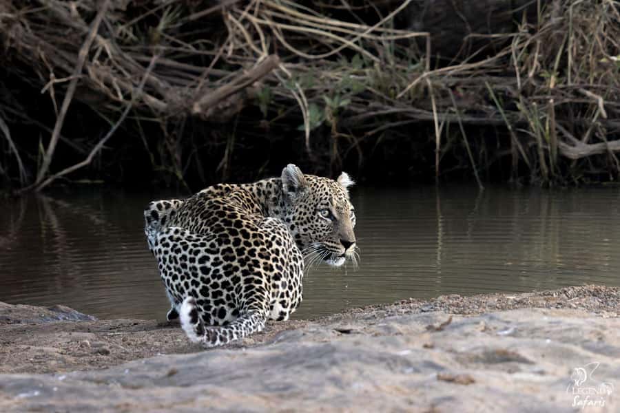 From Hazyview: Kruger National Park Full-Day Safari - Entering Kruger through Phabeni Gate