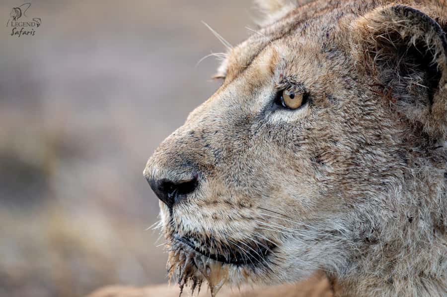From Hazyview: Kruger National Park Morning Half-Day Safari - Entering Kruger through Phabeni Gate