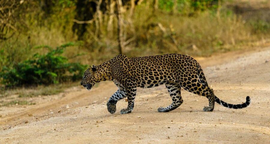 From Hikkaduwa/Mirissa/Galle/Tangalle - Yala Leopard Safari - Why this Yala safari makes sense from the south coast