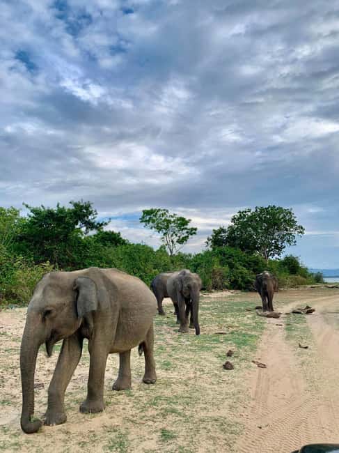 From Hikkaduwa/Mirissa/Galle/Tangalle - Yala Leopard Safari - Switching to the 4x4 safari jeep